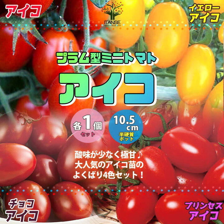 ミニトマト❤6苗 アイコ含む ランダム 抜き苗-COCO DEALニット 