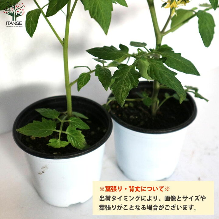 楽天市場 送料無料 極甘カラフルゼブラミニトマト メイクスイーツ ベロニカ ミニトマトの苗 野菜の苗 10 5cmポット 自根苗 お買得2個セット トマト苗 とまと苗 ミニトマト苗 プチトマト ガーデニング 家庭菜園 農作業 有機栽培 ベランダ菜園 植物販売の