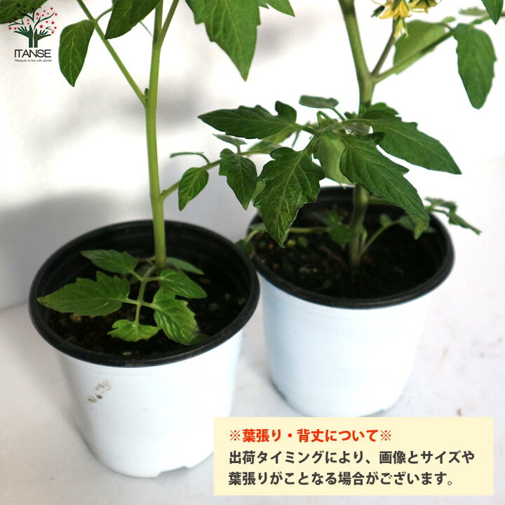 楽天市場 送料無料 大人の芳醇サクサクミニトマト ほれまる ミニトマトの苗 野菜の苗 10 5cmポット 自根苗 お買得4個セット トマト苗 とまと苗 ミニトマト苗 トマトの苗 プチトマト ガーデニング 家庭菜園 プランター菜園 有機栽培 ベランダ菜園 植物販売の