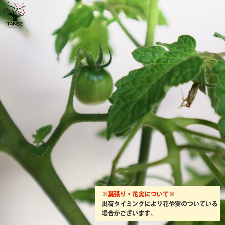 楽天市場 送料無料 大人の芳醇サクサクミニトマト ほれまる ミニトマトの苗 野菜の苗 10 5cmポット 自根苗 お買得4個セット トマト苗 とまと苗 ミニトマト苗 トマトの苗 プチトマト ガーデニング 家庭菜園 プランター菜園 有機栽培 ベランダ菜園 植物販売の