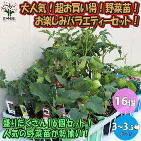 楽天市場 苗 セット ガーデニング 農業 花 ガーデン Diy の通販