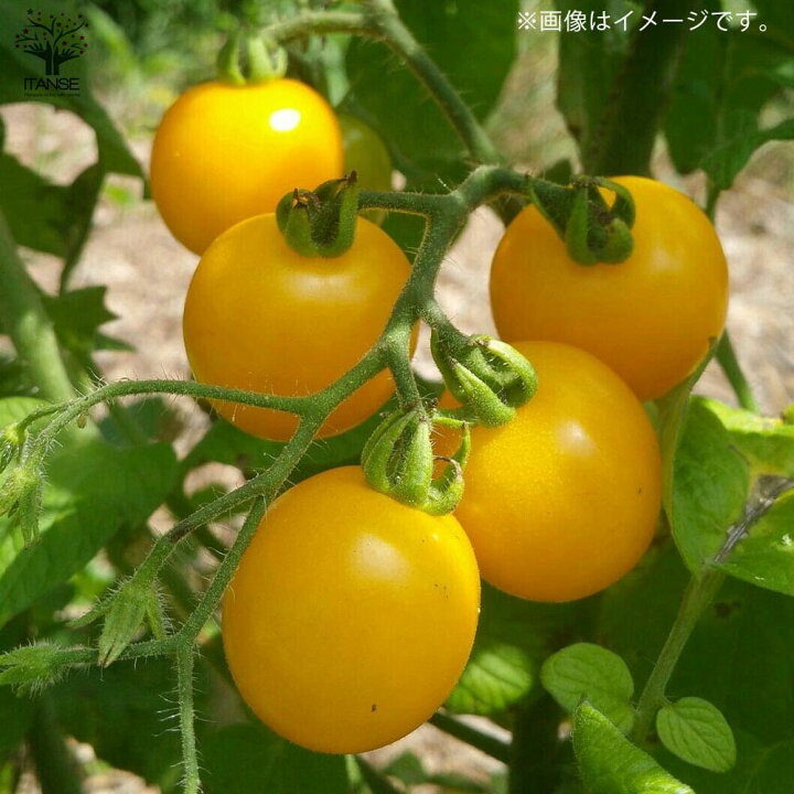 楽天市場 送料無料 プチぷよ 赤実 黄色実 各2個 2色セット 新食感 薄皮ミニトマト 10 5cmポット自根苗 赤実 黄色実各2個 合計4個セット 野菜苗 ミニトマト苗 みにとまと苗 プチトマト苗 露地栽培 ハウス栽培 植物販売のｉｔａｎｓｅ楽天市場店