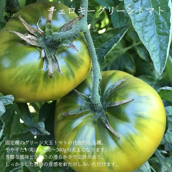 送料無料 ブラッククリムトマトの苗 大玉トマト 固定種野菜苗10 5cmポット 1個売り Tomato 黒トマト 自根苗 品種 Black Krim