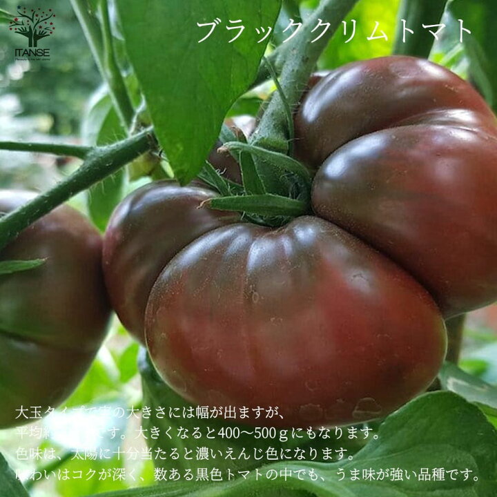 楽天市場 送料無料 ブラッククリムトマトの苗 品種 Black Krim Tomato 固定種野菜苗10 5cmポット 自根苗 8個セット 黒 トマト 大玉トマト トマト苗 家庭菜園 ガーデニング ベランダ 露地栽培 簡単栽培 プランター 植物販売のｉｔａｎｓｅ楽天市場店