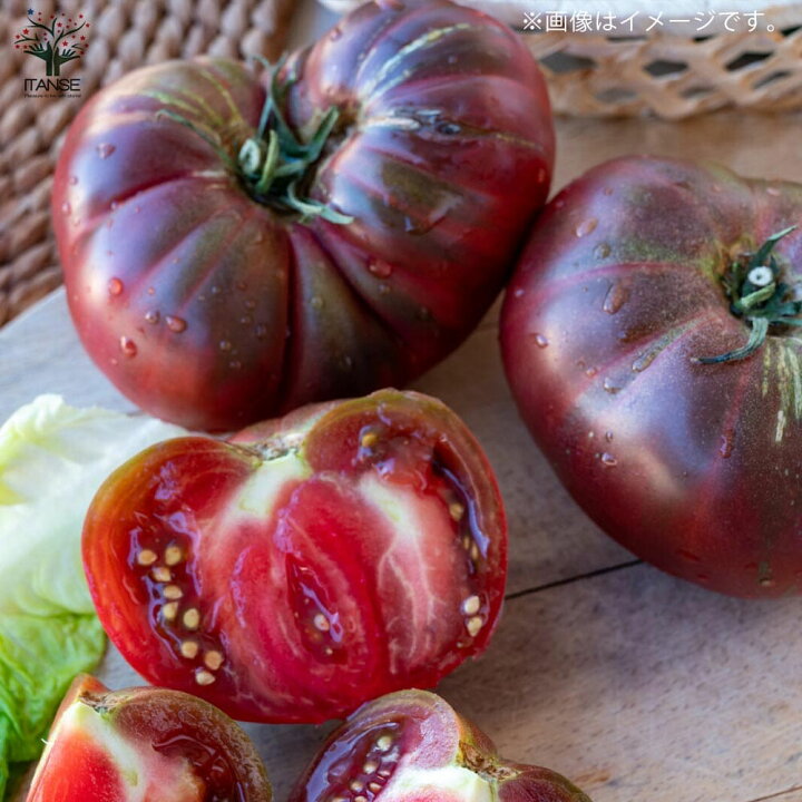 楽天市場 送料無料 ブラッククリムトマトの苗 品種 Black Krim Tomato 固定種野菜苗10 5cmポット 自根苗 3個セット 黒トマト 大玉トマト トマト苗 家庭菜園 ガーデニング ベランダ 露地栽培 簡単栽培 プランター 植物販売のｉｔａｎｓｅ楽天市場店