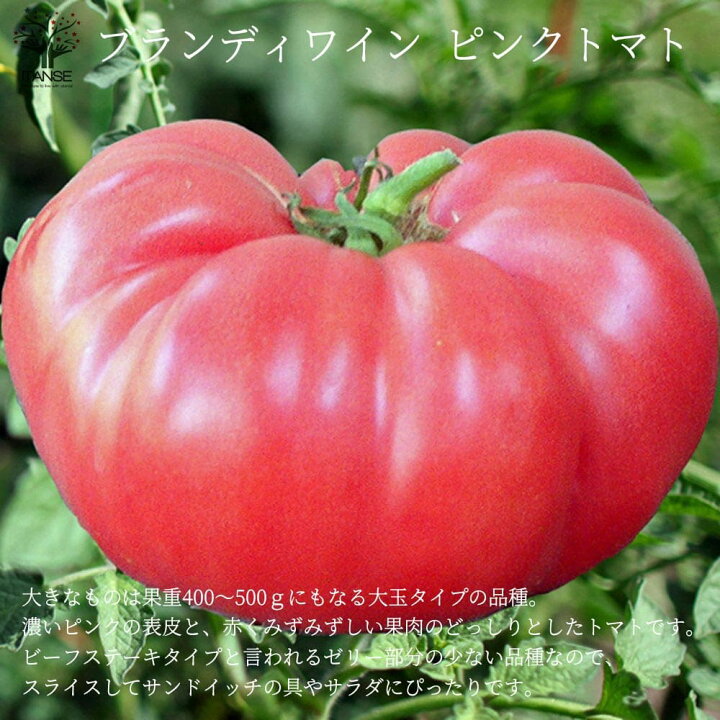 楽天市場 送料無料 ブランディワイン ピンクトマトの苗 品種 Brandywine Pink Tomato 固定種野菜苗10 5cmポット 自根苗 2個セット 大玉トマト トマト苗 家庭菜園 ガーデニング ベランダ 露地栽培 簡単栽培 プランター 植物販売のｉｔａｎｓｅ楽天市場店