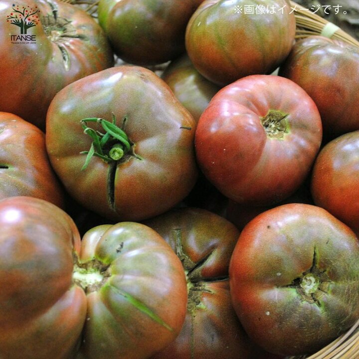 送料無料 ブラッククリムトマトの苗 大玉トマト 固定種野菜苗10 5cmポット 1個売り Tomato 黒トマト 自根苗 品種 Black Krim
