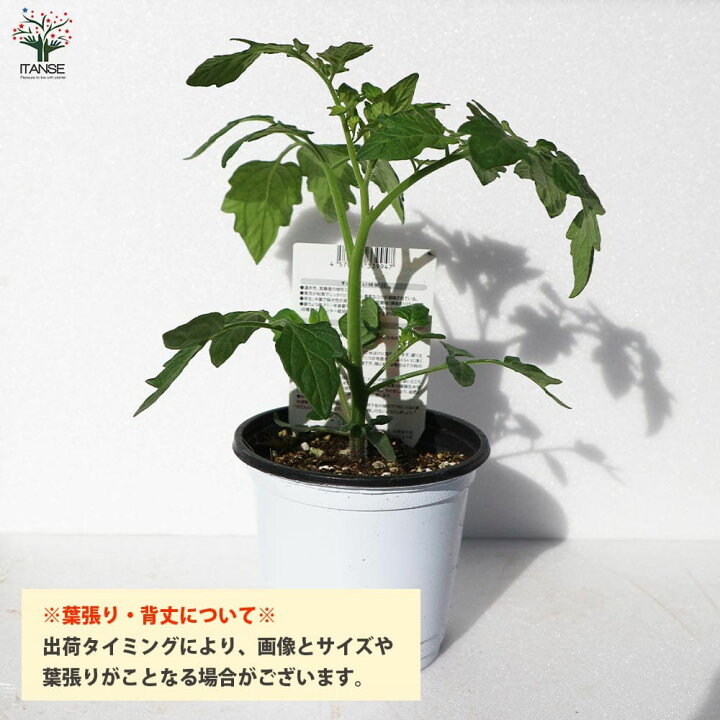 定番人気 送料無料 グリーングレープチェリートマトの苗 品種 Green Grape Cherry Tomato 固定種野菜苗10 5cmポット 自根苗 2個セット 中玉トマト トマト苗 家庭菜園 ガーデニング ベランダ 露地栽培 簡単栽培 プランター Trofej Dinamo Hr