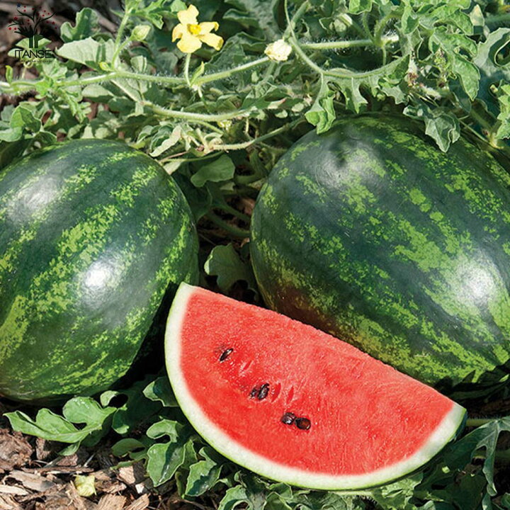 楽天市場 送料無料 スイカの苗 赤大玉スイカ 縞王 しまおう 野菜の苗 10 5cmポット 自根苗 お買い得2個セット 野菜苗 くだもの 果物 果樹苗 ガーデニング 家庭菜園 Watermelon Suica すいか スイカ 植物販売のｉｔａｎｓｅ楽天市場店