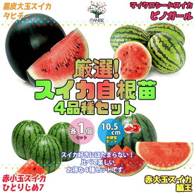 楽天市場 ベランダスイカの通販
