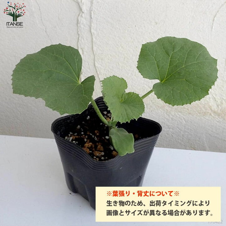 楽天市場 送料無料 メロンの苗 らくらく極甘 赤肉ネットメロン 野菜の苗 10 5cmポット 自根苗 お買い得4個セット 野菜苗 くだもの 果物 果樹苗 ガーデニング 家庭菜園 ベランダ 収穫 プランター ベランダ菜園 家庭菜園初心者 ベランダガーデニン 植物販売の