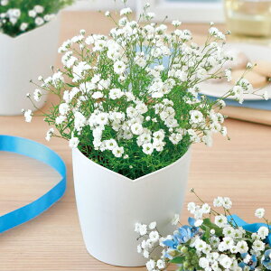 yzӂ ݑ ͔|Zbg GD-1021 | Lbg K[fjO v[g Mtg 蕨 CeAO[  JX~\E ݂ sN  zCg