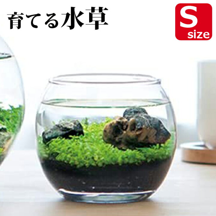 楽天市場】【送料無料】育てる 水草 Sサイズ GD-812 栽培セット キット 