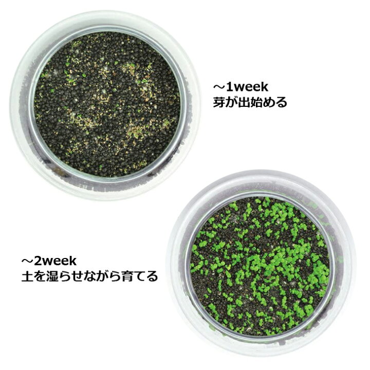 楽天市場】【送料無料】育てる 水草 Sサイズ GD-812 栽培セット キット 