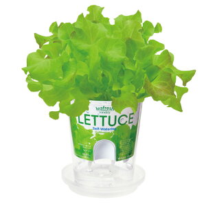 yzFreshFeel ͔|Zbg tbVtB[ GD-819 ͔|Lbg n[u K[fjO v[g Mtg 蕨 ̓ ̓ hV̓ ϗtA CeAO[ fBbV T