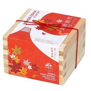 【送料無料】ソダテマス 盆栽 栽培セット GD-846 園芸 キット ガーデニング プレゼント ギフト 贈り物 宿題 春休み 夏休み 観察 自由研究 母の日 父の日 敬老の日 観葉植物 インテリアグリーン