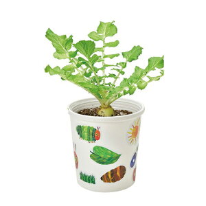 yz͂؂ނ y^y^͔|Zbg BOX HP-01 | Lbg K[fjO v[g Mtg 蕨 h tx ċx ώ@ R ̓ ̓ hV̓ ϗt