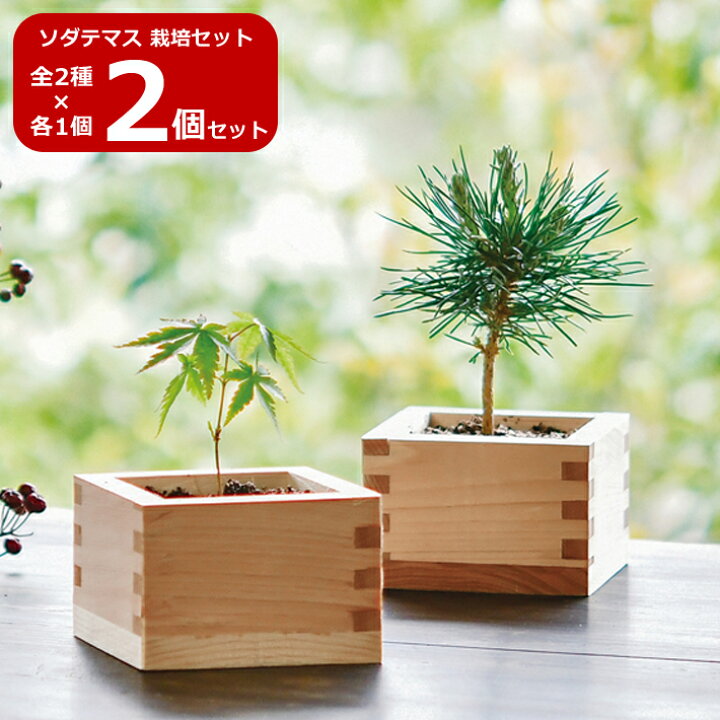 楽天市場】【SALE】【送料無料】2個セット 全2種 各1個 ソダテマス 