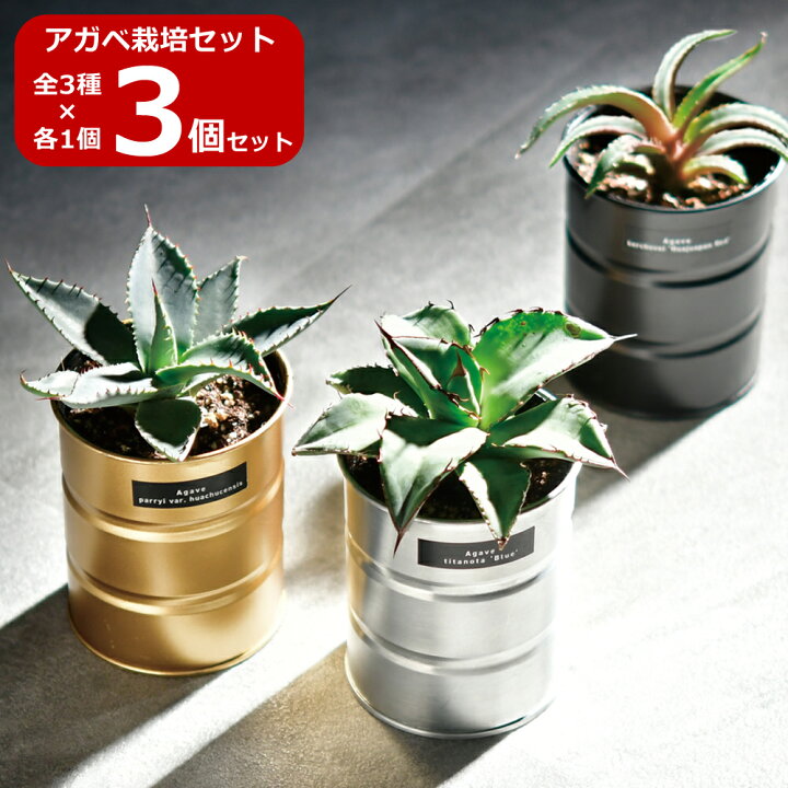 楽天市場】【マラソンSALE】【送料無料】3個セット アガベ 栽培セット 