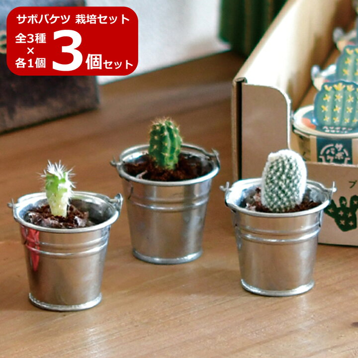 楽天市場】【SALE】【送料無料】3個セット サボバケツ栽培キット 