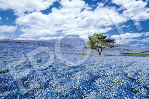 �G�|�b�N�� 1000�s�[�X �W�O�\�[�p�Y�� �l���t�B���̍炭�u-��� (50x75cm) 09-036s �̂�t�� �w���t�� �_�����t�� EPOCH