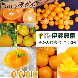 みかん 柑橘 定期便 頒布会 月替わり