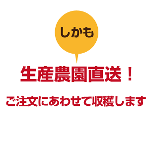 お中元伊藤農園特選有田みかんMLサイズ5kg【内祝い・お返し・ギフト・贈り物・詰め合わせ】ノーワックス・ノーブラッシング・防腐剤不使用