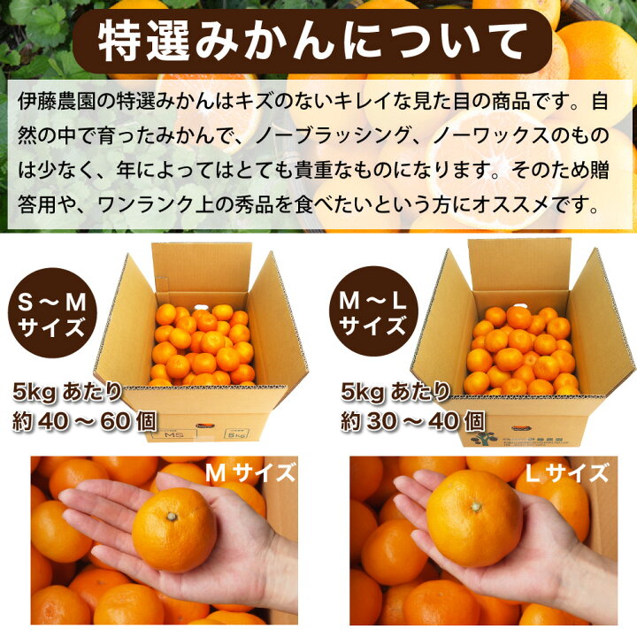 楽天市場】みかん 5kg 贈答用 秀品 特選 送料無料 和歌山 S M 小粒 中 