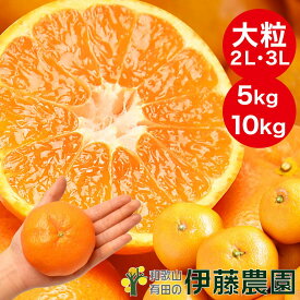 みかん 訳あり 5kg みかん 大粒 大玉 ふぞろい 2L 3L 4L 極早生 早生 中生 晩生 有田みかん 蜜柑 ミカン フルーツ 果物 伊藤農園 和歌山 手詰め 傷あり