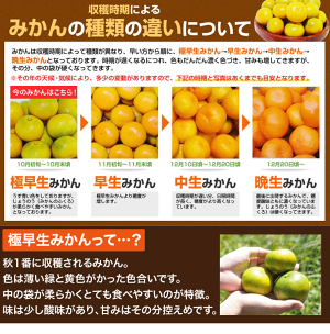 特選有田みかん