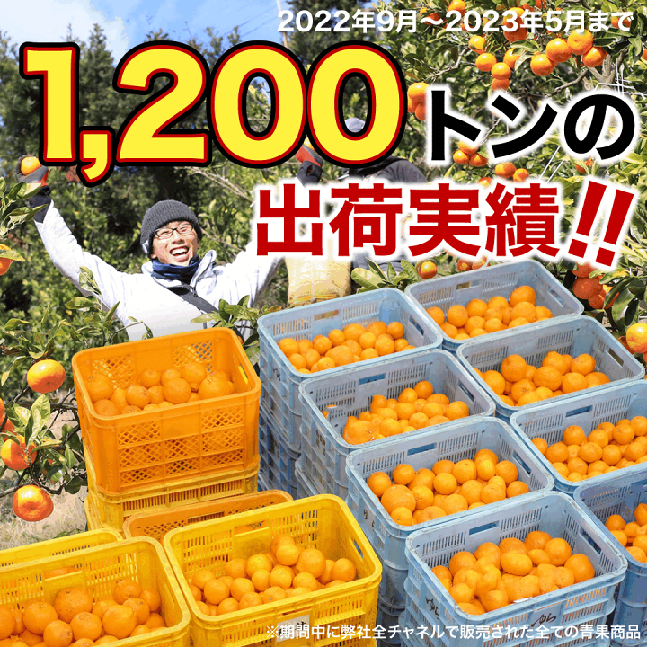 楽天市場】【あす楽対応可能】みかん 訳あり 5kg 極早生 早生 中生 晩生 みかん 送料無料 S M L 2L ミックス 不ぞろい 有田みかん 蜜柑 ミカン フルーツ 果物 和歌山 秋 お彼岸 運動会 ハロウィン 紅葉狩り秋 冬 お歳暮 歳暮 : 伊藤農園【ジュースと果実】 楽天市場】【あす楽対応可能】みかん 訳あり 5kg 極早生 早生 中生 晩生 みかん 送料無料 S M L 2L ミックス 不ぞろい 有田みかん 蜜柑 ミカン フルーツ 果物 和歌山 秋 お彼岸 運動会 ハロウィン 紅葉狩り秋 冬 お歳暮 歳暮 : 伊藤農園【ジュースと果実】
