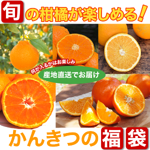 楽天市場 河内晩柑 10kg 送料無料 和歌山 和製 グレープフルーツ 美品 春 の みかん 手詰め 箱買い ノーワックス ノーブラッシング 特別栽培 お返し 贈り物 詰め合わせ 伊藤農園 ジュースと果実