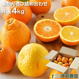 ポンカン みかんの人気商品 通販 価格比較 価格 Com ポンカン みかんの人気商品 通販 価格比較 価格 Com