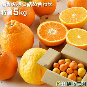 いよかん みかんの人気商品 通販 価格比較 価格 Com