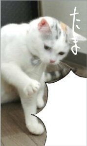 y[OKzP&A ܂ܑ̂ |` 5 65mmx110mm ӂC TS018 lR L ˂