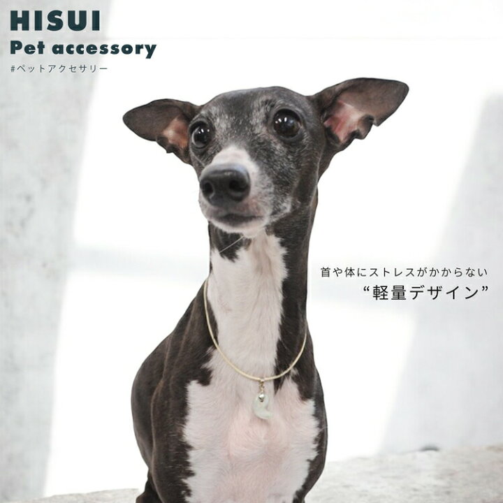 楽天市場】【30%OFFクーポン対象＋P5倍】 犬 首輪 小型犬 中型犬  