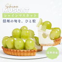 【数量限定】シャインマスカットタルト 5号 長野県産シャインマスカット使用 フルーツタルト 誕生日ケーキ グルテンフ…