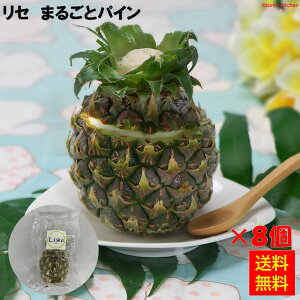 Ⓚ yz Z ܂邲ƃpC 8 Lisse [P[X̔]