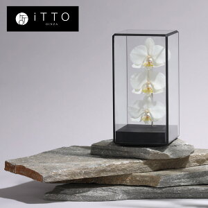 Ӓ hCt[ IWiMtg@a LO JXj   KX The iTTO second S