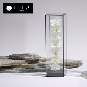 Ӓ hCt[ IWiMtg@a LO JXj   KX The iTTO second L