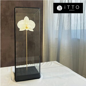 Ӓ hCt[ IWiMtg@a LO JXj   KX The iTTO M