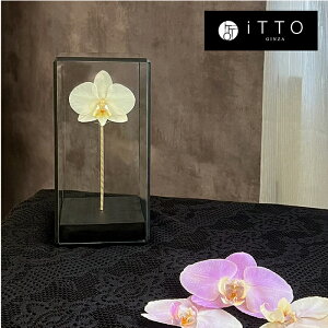 Ӓ hCt[ IWiMtg@a LO JXj   KX The iTTO S