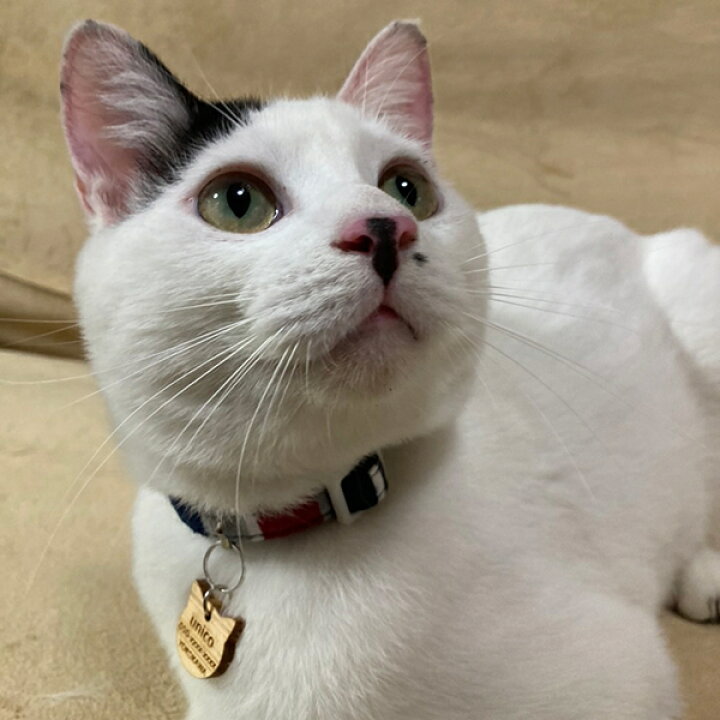 売店 超軽量 デザインが選べるネコちゃん用迷子札 猫用 迷子札 名札 国産ひのき使用 ペット 名入れ無料 形が選べる Shipsctc Org