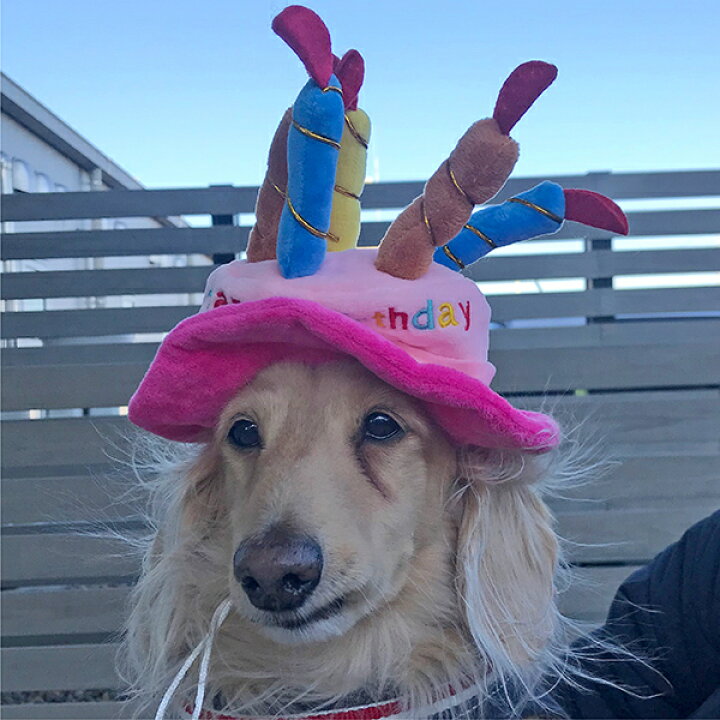 楽天市場 犬 猫 誕生日 バースデー ハット 帽子 キャップ 可愛い ペット用 ペットグッズ 犬服 犬用 猫用 冬服 夏服 オールシーズン パーティー コスプレ ケーキ お誕生日 かぶりもの インスタ映え おしゃれ 小型犬 かわいい オシャレ Dog Cat 中型犬 ろうそく 青 ピンク