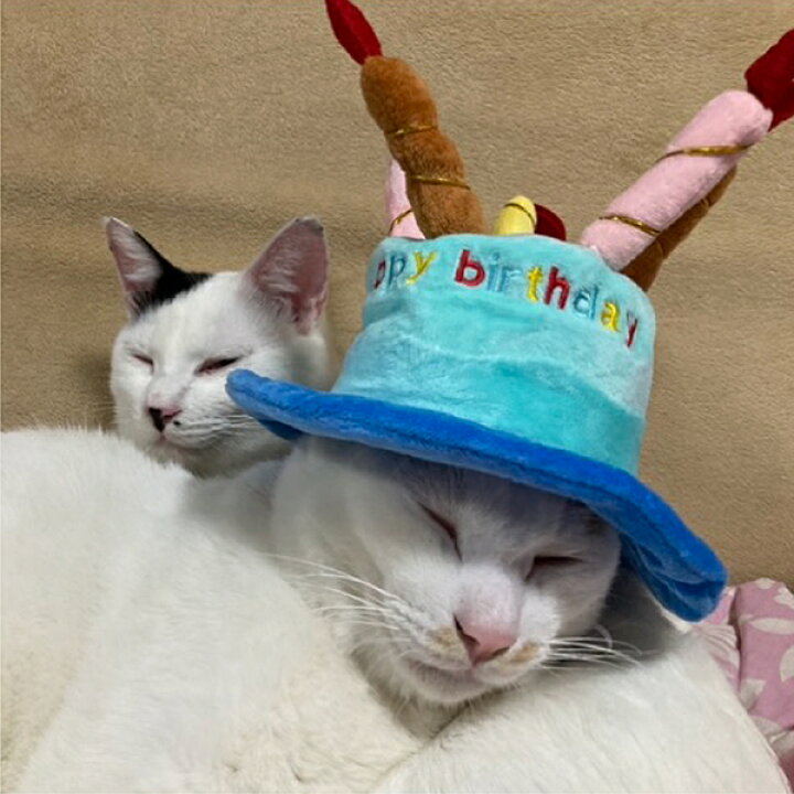 楽天市場】犬 猫 誕生日 バースデー ハット 帽子 キャップ 可愛い ペット用 ペットグッズ 犬服 犬用 猫用 冬服 夏服 オールシーズン パーティー コスプレ ケーキ お誕生日 かぶりもの インスタ映え おしゃれ 小型犬 かわいい オシャレ dog cat 中型犬 ろうそく 青 ピンク 楽天市場】犬 猫 誕生日 バースデー ハット 帽子 キャップ 可愛い ペット用 ペットグッズ 犬服 犬用 猫用 冬服 夏服 オールシーズン パーティー コスプレ ケーキ お誕生日 かぶりもの インスタ映え おしゃれ 小型犬 かわいい オシャレ dog cat 中型犬 ろうそく 青 ピンク