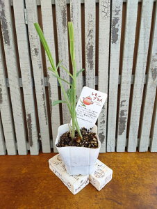 レモングラス 苗の人気商品 通販 価格比較 価格 Com