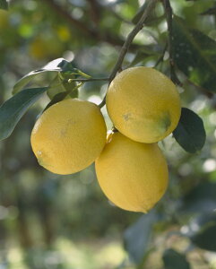 yʎcz X{ 12cmO|bg 1c