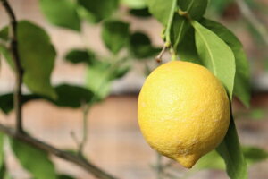 yʎczy2A  X{E}C[5v 1c