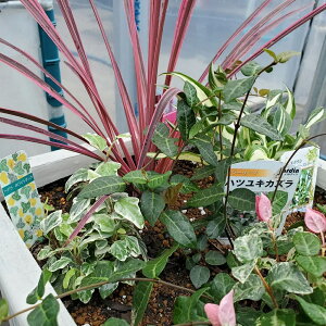 ԕc RWl GNgbN sN 9cmO|bg 1c _ѐYȕio^ o^ԍ 20838