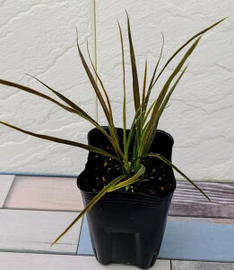 ԕc RWl GNgbN X^[ 9cmO|bg 1c